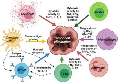 Curcumin as an Adjuvant to Cancer Immunotherapy